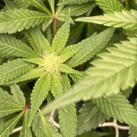 Orange Budd 2.0 by Dutch Passion