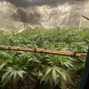 Blue Dream - Barneys farm - FC3000evo