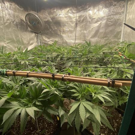 Blue Dream - Barneys farm - FC3000evo