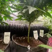 Deep Chunk Clones 1/2 BIOTABS