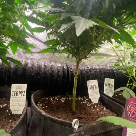 Deep Chunk Clones 1/2 BIOTABS