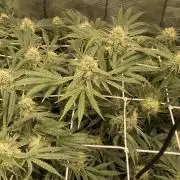 Blue Dream - Barneys farm - FC3000evo