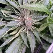 Zamnesia - Hindu Kush - Landrace - Fem
