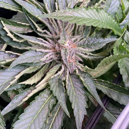 Zamnesia - Hindu Kush - Landrace - Fem