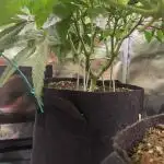 Orange Budd 2.0 by Dutch Passion