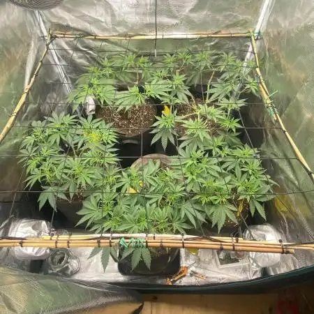 Blue Dream - Barneys farm - FC3000evo