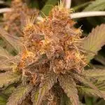 Forbidden Mochi Fem by SeedStockers