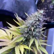 Eternity Growcup 2026 - Sticky Broccoli