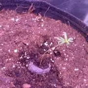 Mentha De Croco - TerpyZ. Mutant