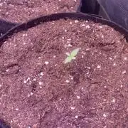 Eternity Growcup 2026 - Sticky Broccoli