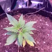 Mazar Kush - World Of Seeds