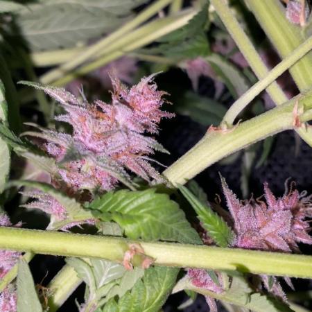 Forbidden Mochi Fem by SeedStockers