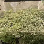 Permanent Marker by Seedstockers