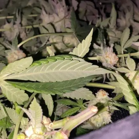 Orange Budd 2.0 by Dutch Passion