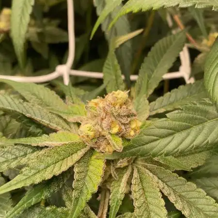 Orange Budd 2.0 by Dutch Passion
