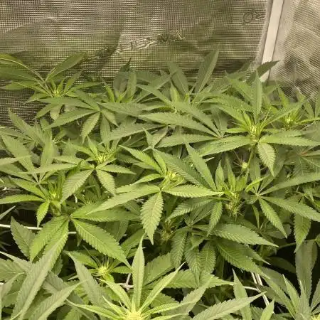 Orange Budd 2.0 by Dutch Passion