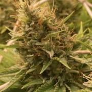 Eternity Growcup 2026 - Sticky Broccoli
