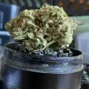 Blue Dream - Barneys farm - FC3000evo