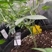 Z42 - Fastbuds - Biotabs