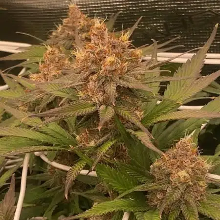 Forbidden Mochi Fem by SeedStockers