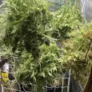 Blue Dream - Barneys farm - FC3000evo