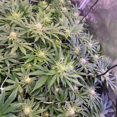 6 STRAINS, 7 PLANTS - SCROG - BIOTABS