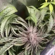Zamnesia - Hindu Kush - Landrace - Fem