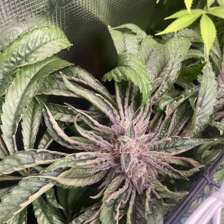 Zamnesia - Hindu Kush - Landrace - Fem