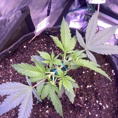 Mazar Kush - World Of Seeds