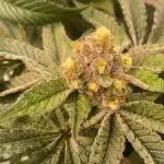 Orange Budd 2.0 by Dutch Passion