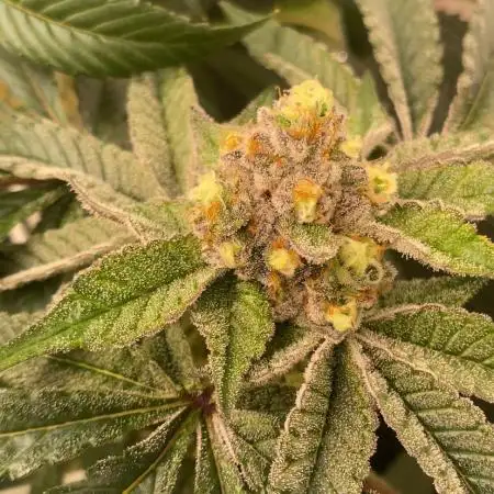 Orange Budd 2.0 by Dutch Passion