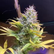 Eternity Growcup 2026 - Sticky Broccoli
