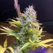 Eternity Growcup 2026 - Sticky Broccoli