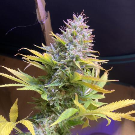 Eternity Growcup 2026 - Sticky Broccoli