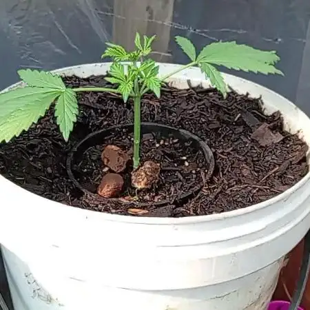Mango Sapphire (sunlight light schedule)