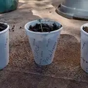 Black Pautang