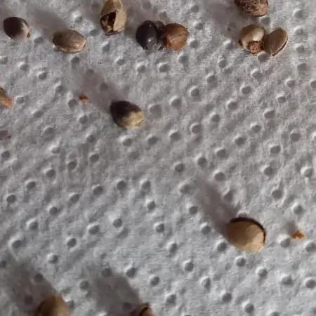 ZERO GERMINATION 0/20