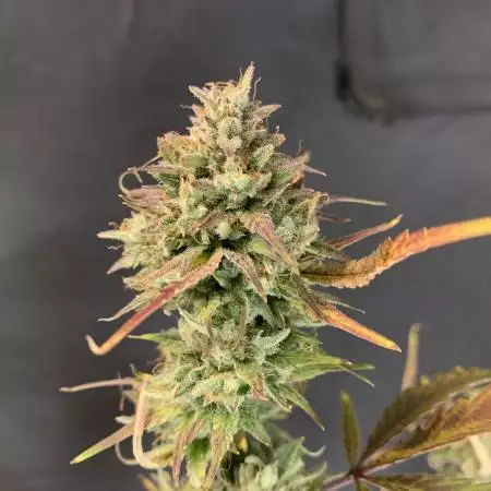 Skywalker Auto Mephisto Pheno 2