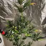 Banana Purple Punch AUTO 8.20.23