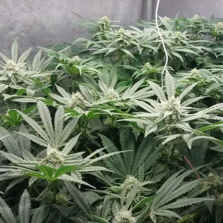 GSC Seedstockers