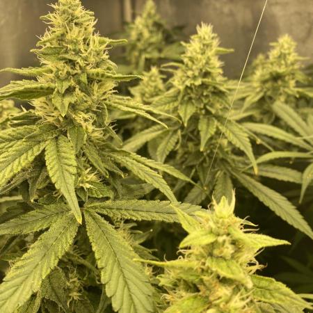 Forbidden Fruit Cake - Pure Instinto.