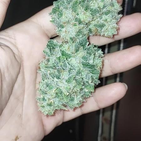 GSC Seedstockers
