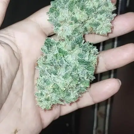 GSC Seedstockers