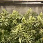 Forbidden Fruit Cake - Pure Instinto.