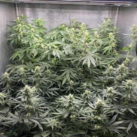 Forbidden Fruit Cake - Pure Instinto.