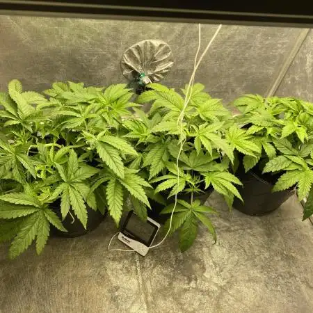 Forbidden Fruit Cake - Pure Instinto.