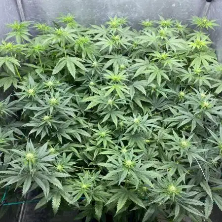 Forbidden Fruit Cake - Pure Instinto.