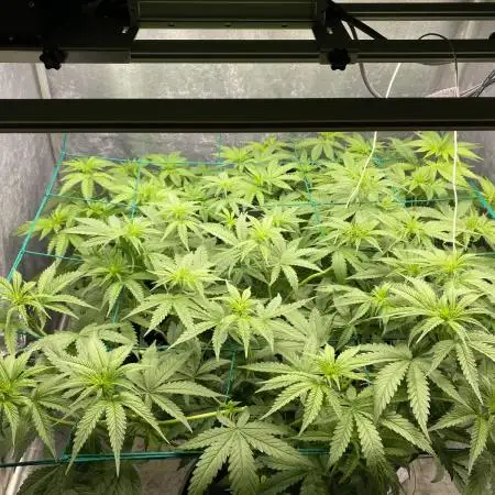 Forbidden Fruit Cake - Pure Instinto.