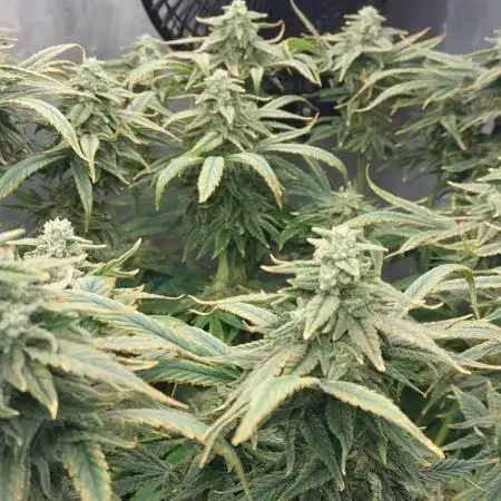 GSC Seedstockers