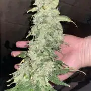 Forbidden Fruit Cake - Pure Instinto.